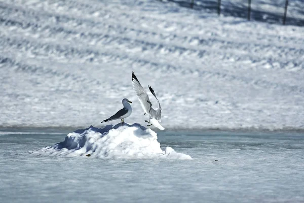 Kanada gösterim sırasında farklı mevsim