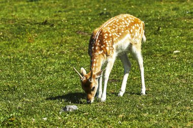 Kanada gösterim sırasında farklı mevsim