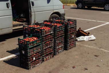 Taze çilek çilek kutularında, meyve hasat