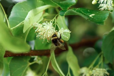 Bahar tekli papatya çiçeği ve arı