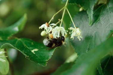 Bahar tekli papatya çiçeği ve arı