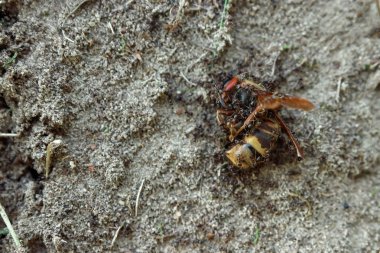 Karıncalar hornet saldırı, karıncalar büyük bir böcek öldürdü. Grup çalışması karıncalar.