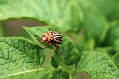 Colorado böceği yiyor bir patates genç bırakır. Zararlıları bir ürün alanında yok. Parazitler yaban hayatı ve tarım. Yakın çekim, kopya alanı.