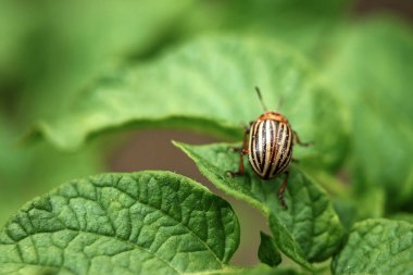 Colorado böceği yiyor bir patates genç bırakır. Zararlıları bir ürün alanında yok. Parazitler yaban hayatı ve tarım. Yakın çekim, kopya alanı.