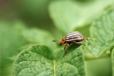 Colorado böceği yiyor bir patates genç bırakır. Zararlıları bir ürün alanında yok. Parazitler yaban hayatı ve tarım. Yakın çekim, kopya alanı.