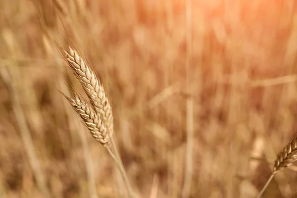 Imagen Fondo Espiga Trigo Campo Las Orejas Doradas Son Símbolo — Foto de Stock