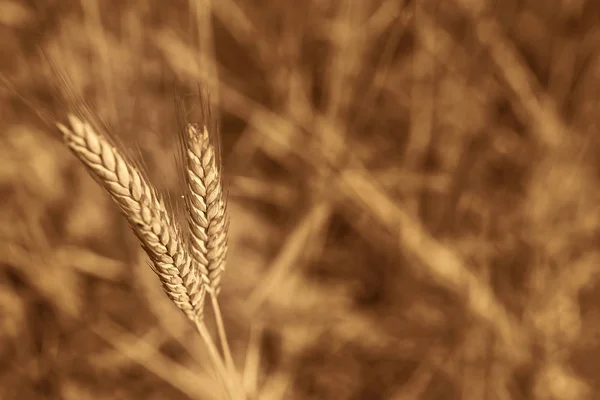 Background Picture Close Wheat Spike Field Golden Ears Symbol Harvest — Stock Photo, Image