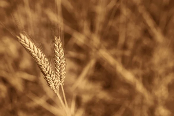 Imagen Fondo Espiga Trigo Campo Las Orejas Doradas Son Símbolo — Foto de Stock