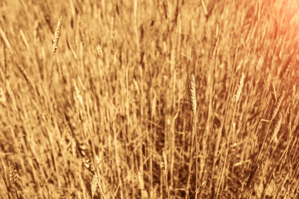 Imagen Fondo Espiga Trigo Campo Las Orejas Doradas Son Símbolo — Foto de Stock