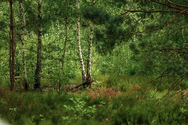 Kaakkois Aasian Syvät Trooppiset Viidakot Elokuussa — kuvapankkivalokuva