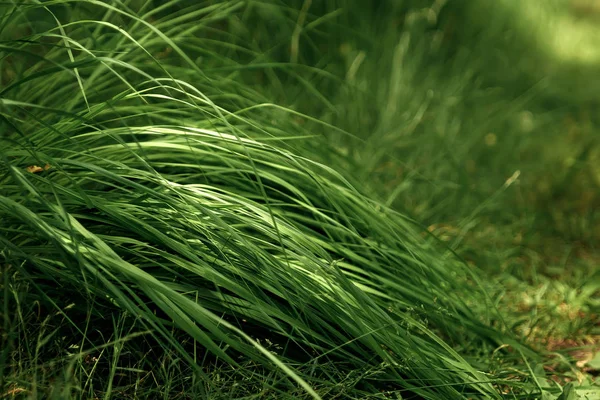 Hierba Verde Primer Plano Rayos Sol Fondo Pantalla Fondo Verde — Foto de Stock