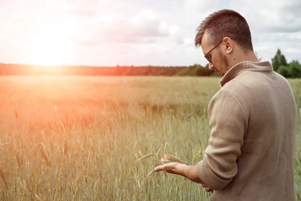 Buğday bir çiftçinin elinde filizlenir. Alan kontrol buğday kırpma yürüyüş çiftçi