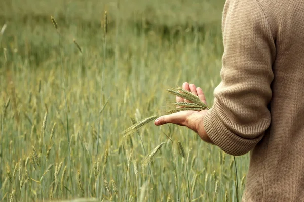 Brotos Trigo Mão Fazendeiro Farmer Walking Field Checking Trigo Crop — Fotografia de Stock