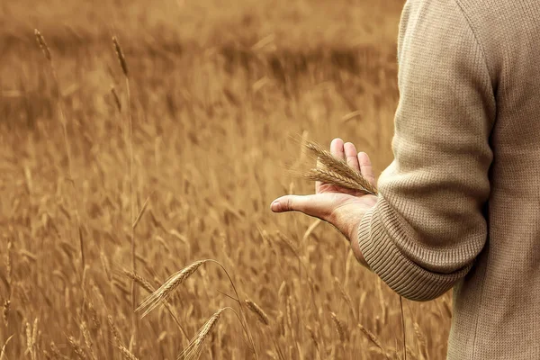 小麦芽在农民的手 农民走田间检查小麦作物 — 图库照片