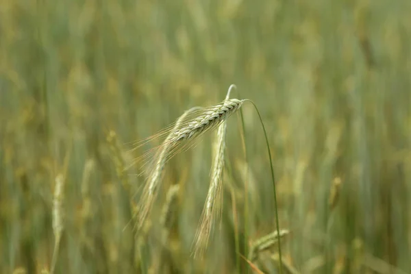 Imagen Fondo Espiga Trigo Campo Las Orejas Doradas Son Símbolo — Foto de Stock