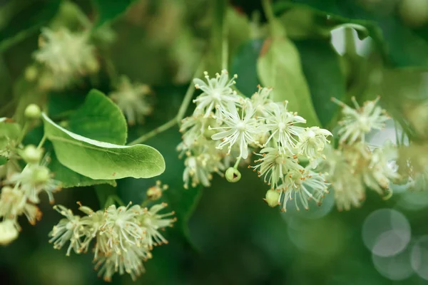 Detail Van Bloeiende Kalk Bloem — Stockfoto