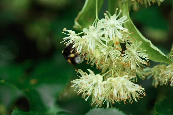 Bahar tekli papatya çiçeği ve arı