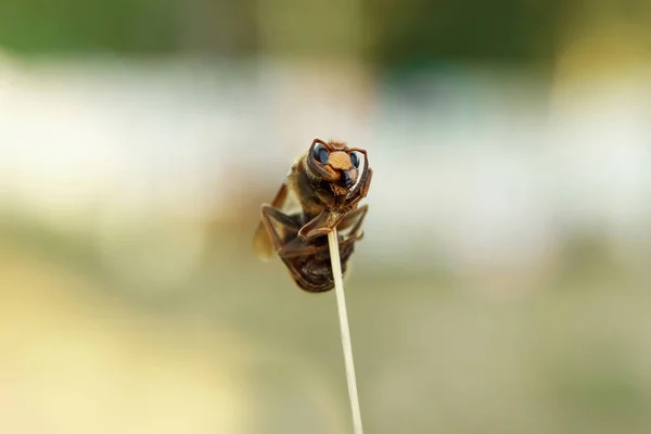 Erwachsene Hornisse Einem Ast Nahaufnahme Nahaufnahme Natur Insekten Raubtiere — Stockfoto