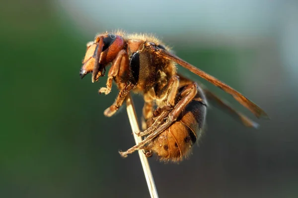 Frelon Adulte Sur Une Branche Gros Plan Gros Plan Nature — Photo