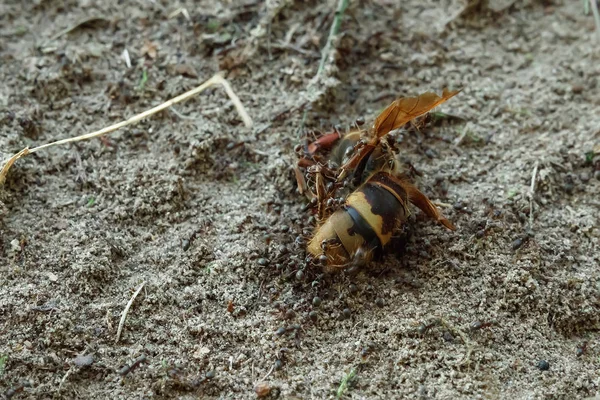 Les Fourmis Attaquent Frelon Les Fourmis Tuent Insecte Gros Travail — Photo