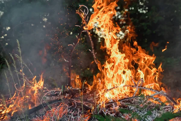 Φωτιά Στο Δάσος Είναι Πολύ Καπνό Και Φωτιά Εποχή Των — Φωτογραφία Αρχείου