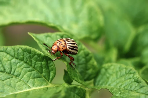Colorado böceği yiyor bir patates genç bırakır. Zararlıları bir ürün alanında yok. Parazitler yaban hayatı ve tarım. Yakın çekim, kopya alanı.