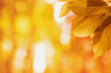 Sonbahar yaprakları güneşin. Sonbahar, sarı, arka plan bulanık.