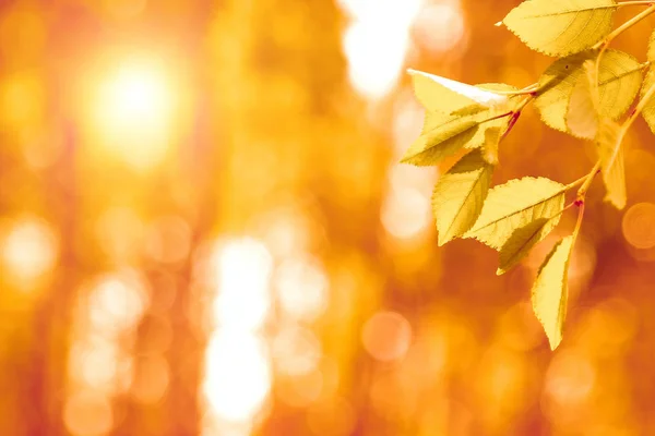 Foglie Autunnali Sole Autunno Giallo Sfondo Sfocato — Foto Stock