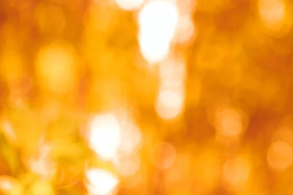 Warm yellow golden color tone blurred nature background of a view looking up through the orange foliage of a tree against the sky facing sun flare and bokeh: Blurry natural greenery bokeh