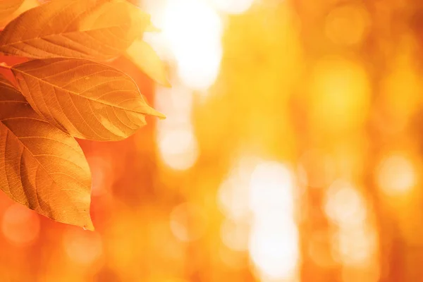 太陽の下で秋の紅葉 ぼやけた背景 — ストック写真