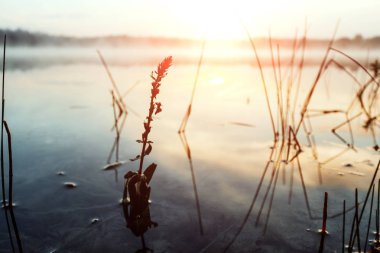 Sis göl, alacakaranlık Gölü, çok yoğun sis, şafak, göl üzerinde mavi gökyüzü üzerinde sabah, orman yansıtan su, yüzey su, açık sabah gökyüzü, Gotik, korkunç resim geliyor