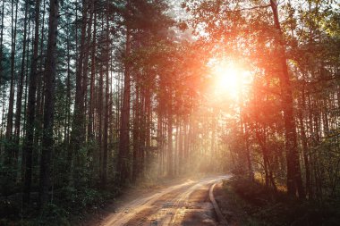 Güneş ışınlarının dalları yollarını giden yol, şafak ormanın içinde olun.
