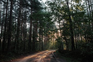 Güneş ışınlarının dalları yollarını giden yol, şafak ormanın içinde olun.