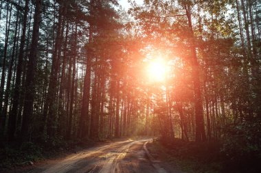 Güneş ışınlarının dalları yollarını giden yol, şafak ormanın içinde olun.