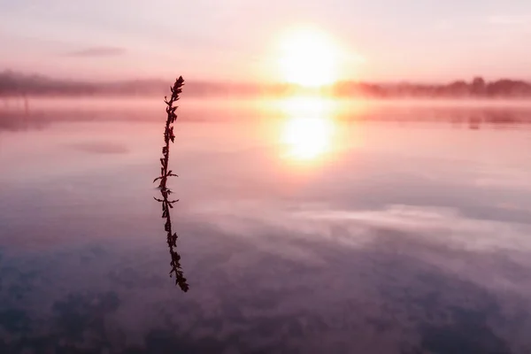 粉红色的紫罗兰黎明在湖上 湖面上的雾气 太阳的光芒 湖面上的蓝天 清晨来 森林在水中反射 — 图库照片