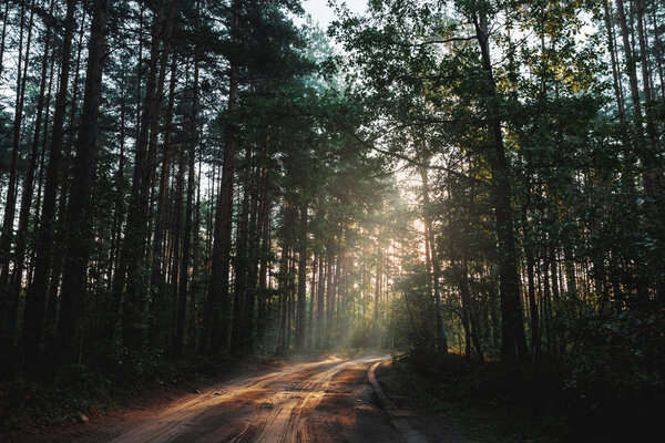 The rays of the sun make their way through the branches to the road, the dawn in the forest.