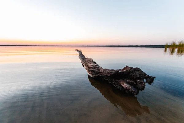 Belo Pôr Sol Rosa Com Tronco Texturizado Água Primeiro Plano — Fotografia de Stock