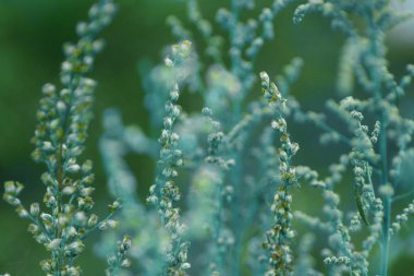 Yaratıcı arka plan üzerinde renkli, yumuşak arka plan açık havada küçük çiçekler. İlkbahar Yaz, desen çiçek arka plan kenarlık. Hava sanatsal görüntü, boş alan. Doğa kavramının.