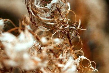 Yaratıcı arka plan, güzel çiçek yaprakları güneşte ile. Düz yatıyordu. İlkbahar Yaz, desen kenarlık. Boş alan. Doğa kavramının.