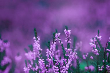 Yaratıcı arka plan üzerinde renkli, yumuşak arka plan açık havada küçük çiçekler. İlkbahar Yaz, desen çiçek arka plan kenarlık. Hava sanatsal görüntü, boş alan. Doğa kavramının.