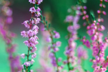 Yaratıcı arka plan açık havada hafif bir arka plan üzerinde küçük çiçekler. İlkbahar Yaz, desen çiçek arka plan kenarlık. Hava sanatsal görüntü, boş alan. Doğa kavramının.