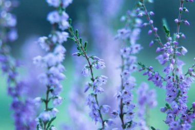 Yaratıcı arka plan üzerinde renkli, yumuşak arka plan açık havada küçük çiçekler. İlkbahar Yaz, desen çiçek arka plan kenarlık. Hava sanatsal görüntü, boş alan. Doğa kavramının.