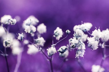 Yaratıcı arka plan üzerinde renkli, yumuşak arka plan açık havada küçük çiçekler. İlkbahar Yaz, desen çiçek arka plan kenarlık. Hava sanatsal görüntü, boş alan. Doğa kavramının.