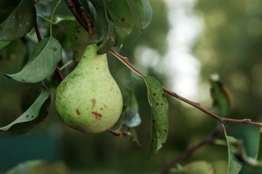 Yeşil armut ağacı.