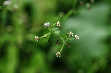Yaratıcı arka plan, güzel çiçek yaprakları güneşte ile. Düz yatıyordu. İlkbahar Yaz, desen kenarlık. Boş alan. Doğa kavramının.
