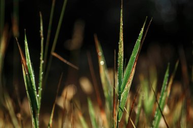 Vahşi alan çim günbatımı, yumuşak güneş ışınları, bu gece sıcak, objektif mercek parlamaları