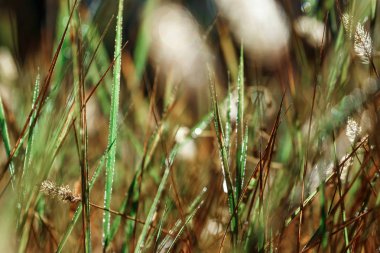 Vahşi alan çim günbatımı, yumuşak güneş ışınları, bu gece sıcak, objektif mercek parlamaları