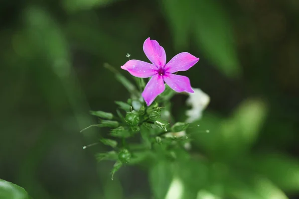 Kreativer Hintergrund Kleine Blumen Auf Sanftem Hintergrund Freien Frühling Sommer — Stockfoto