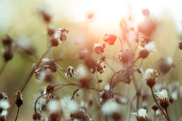 Twórczy Tle Małe Kwiaty Tle Delikatnie Świeżym Powietrzu Wiosna Lato — Zdjęcie stockowe