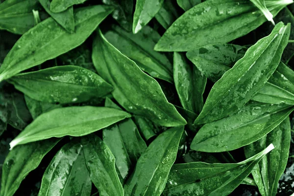 創造的な背景 緑の葉のレイアウト フラットが横たわっていた 春夏ボーダー パターン 空気の芸術的なイメージ 空き領域 概念の性質 — ストック写真